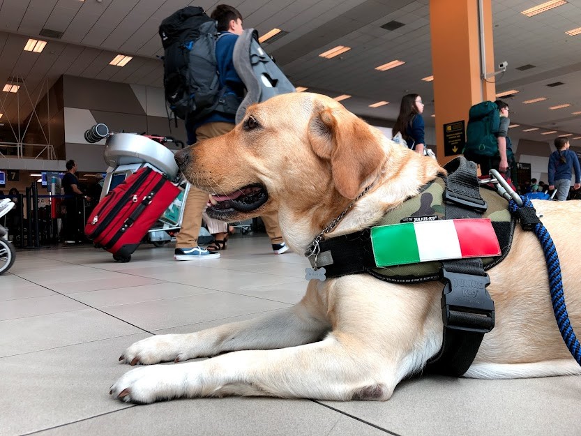 Viajar (con mascota) en tiempo de Covid